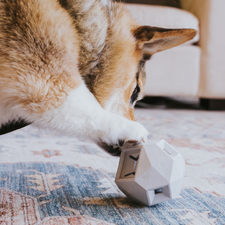 The Odin Treat Dispensing Toy For Dogs Up Dog Shop