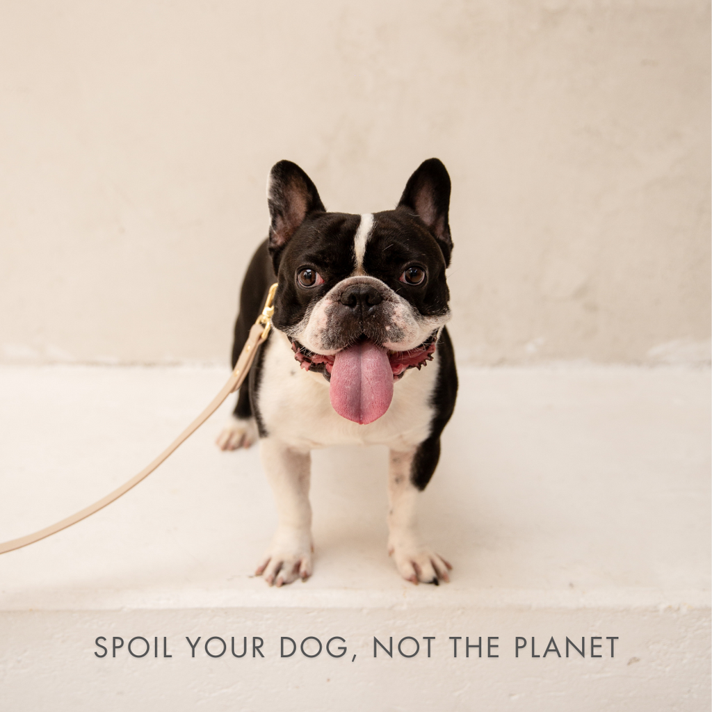 Collar - Air Tag Enabled - Vegan Leather - Cupertino Nina Woof