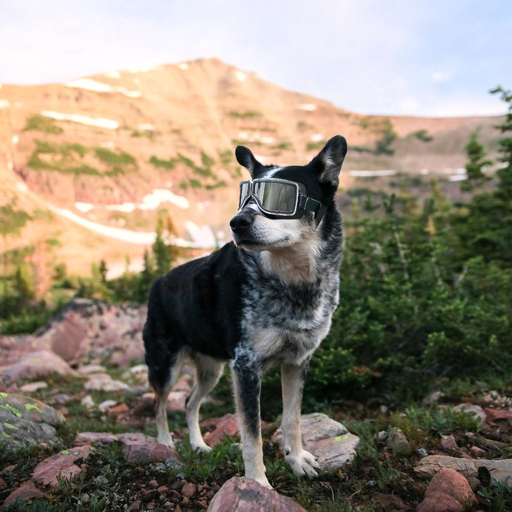 Dog Goggles Medium to Large Breed Pilot Style Jane's Pet Boutique