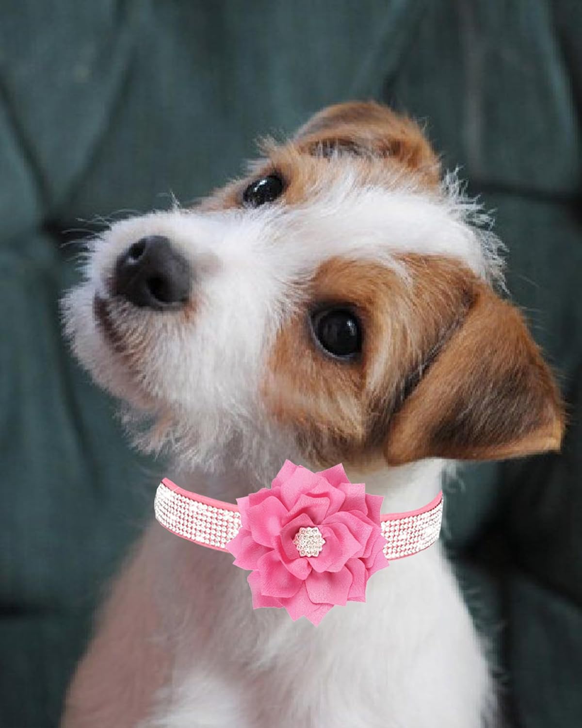 Rhinestone Sparkly Flower Dog Collar with Detachable Bloom Jane's Pet Boutique
