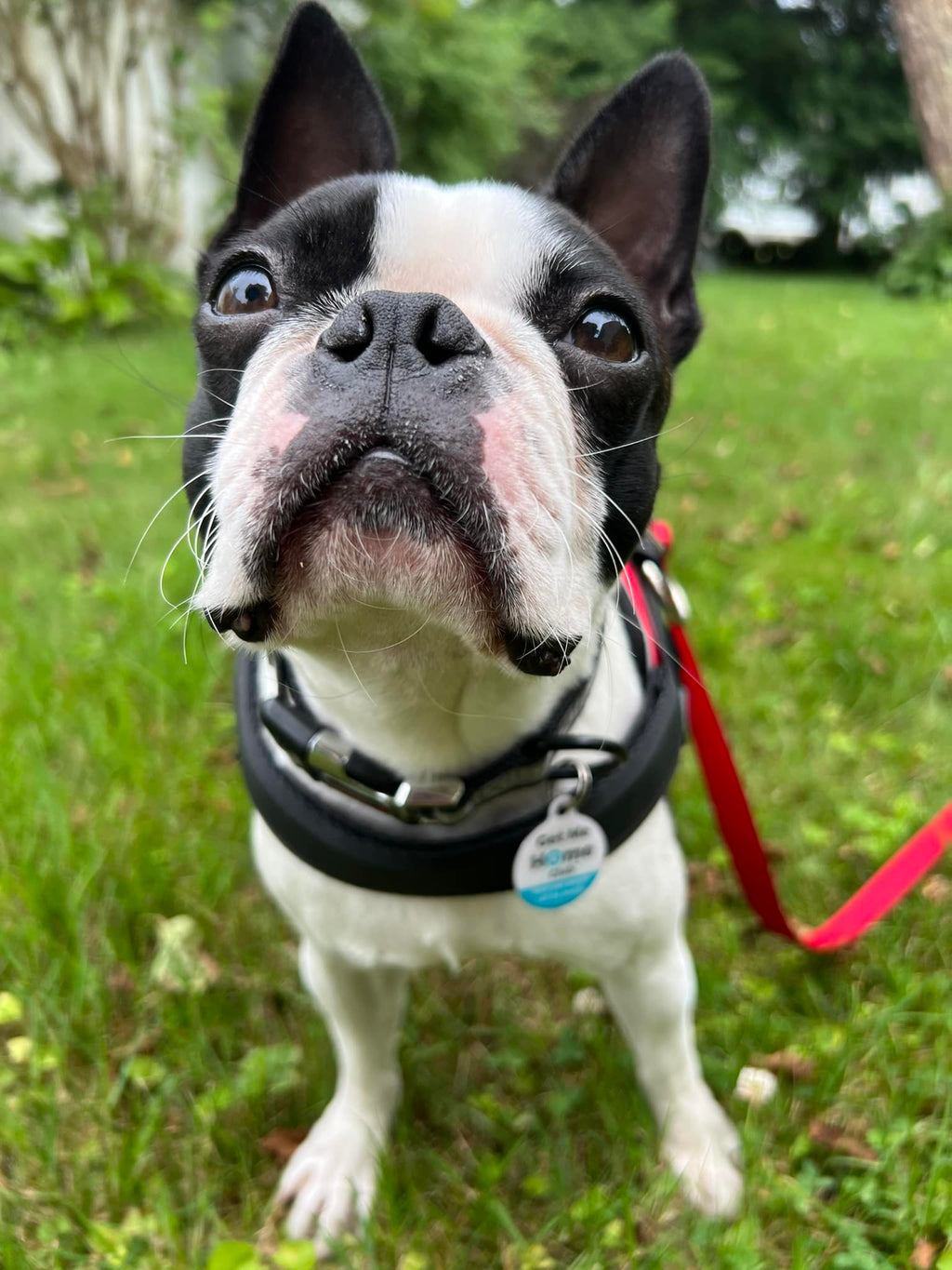 PetHub QR Pet ID Tag – Original Get Me Home Club PetHub