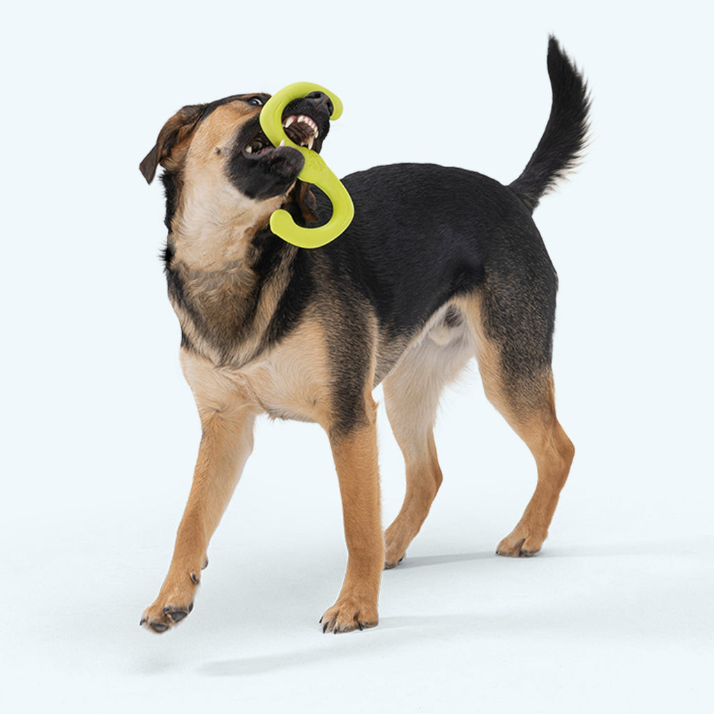 Bumi West Paw