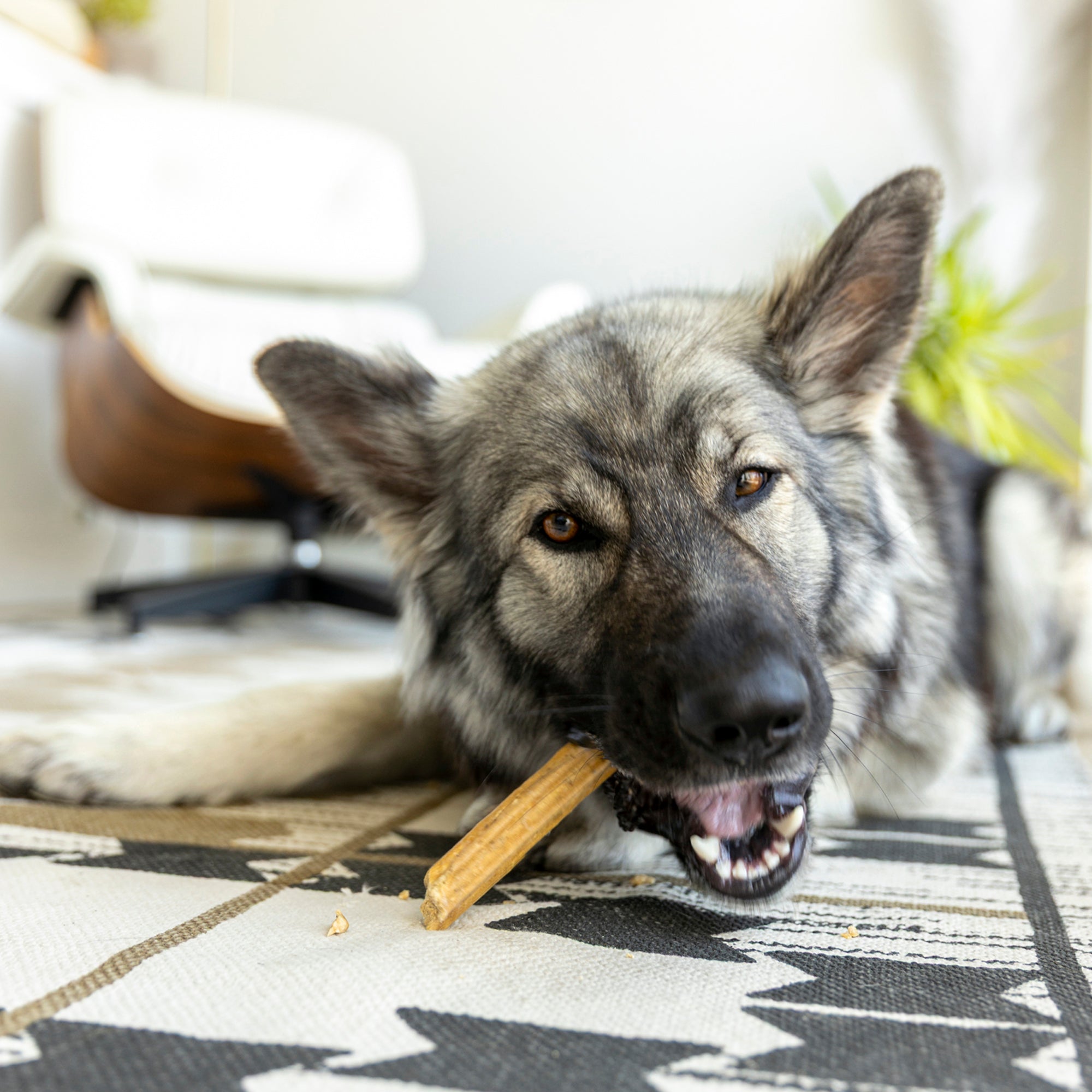 Natural Dental Sticks Large West Paw