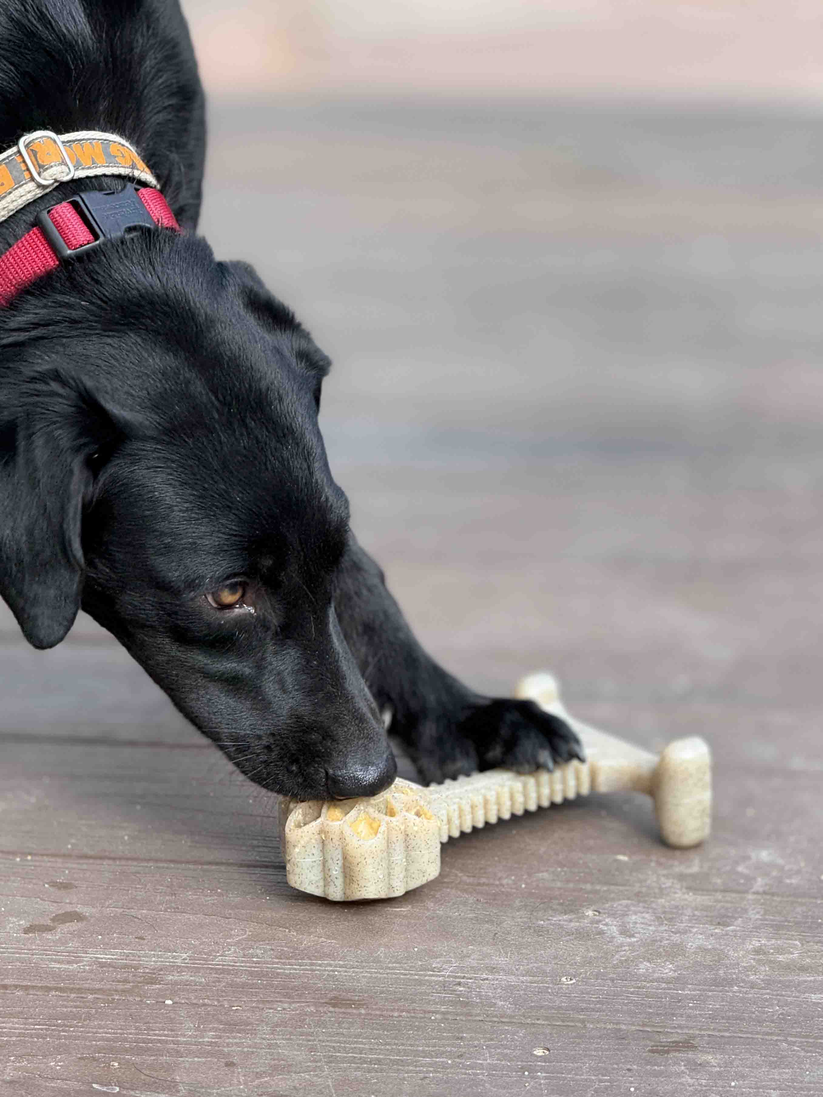 Honey Bone Dental Flower Tower - Indestructible Nylon Dog Chew Toy XL | USA SodaPup/True Dogs, LLC