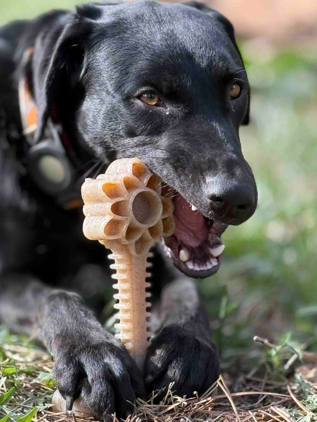 Honey Bone Dental Flower Tower - Indestructible Nylon Dog Chew Toy XL | USA SodaPup/True Dogs, LLC