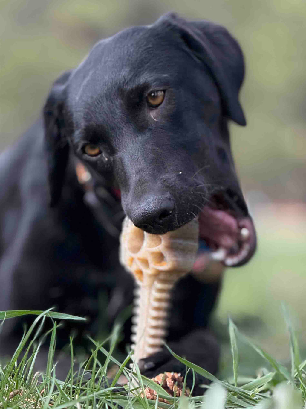 Honey Bone Dental Flower Tower - Indestructible Nylon Dog Chew Toy XL | USA SodaPup/True Dogs, LLC