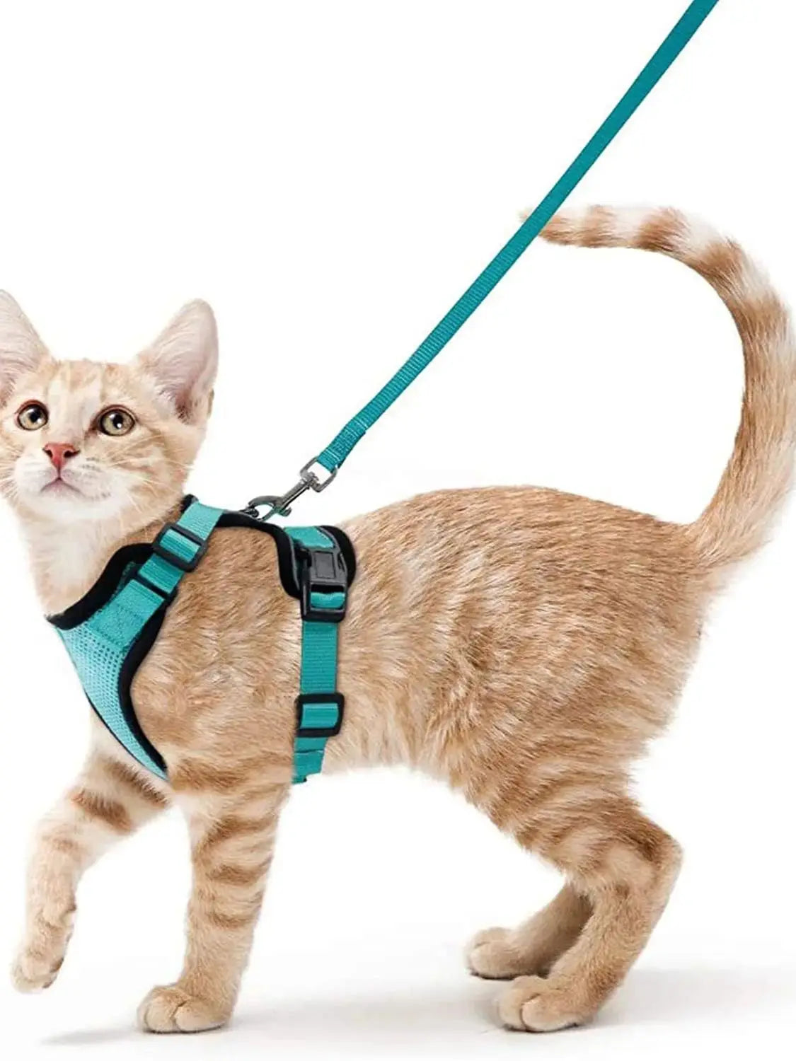 Small Pet Harness and Leash Shop1103832092 Store