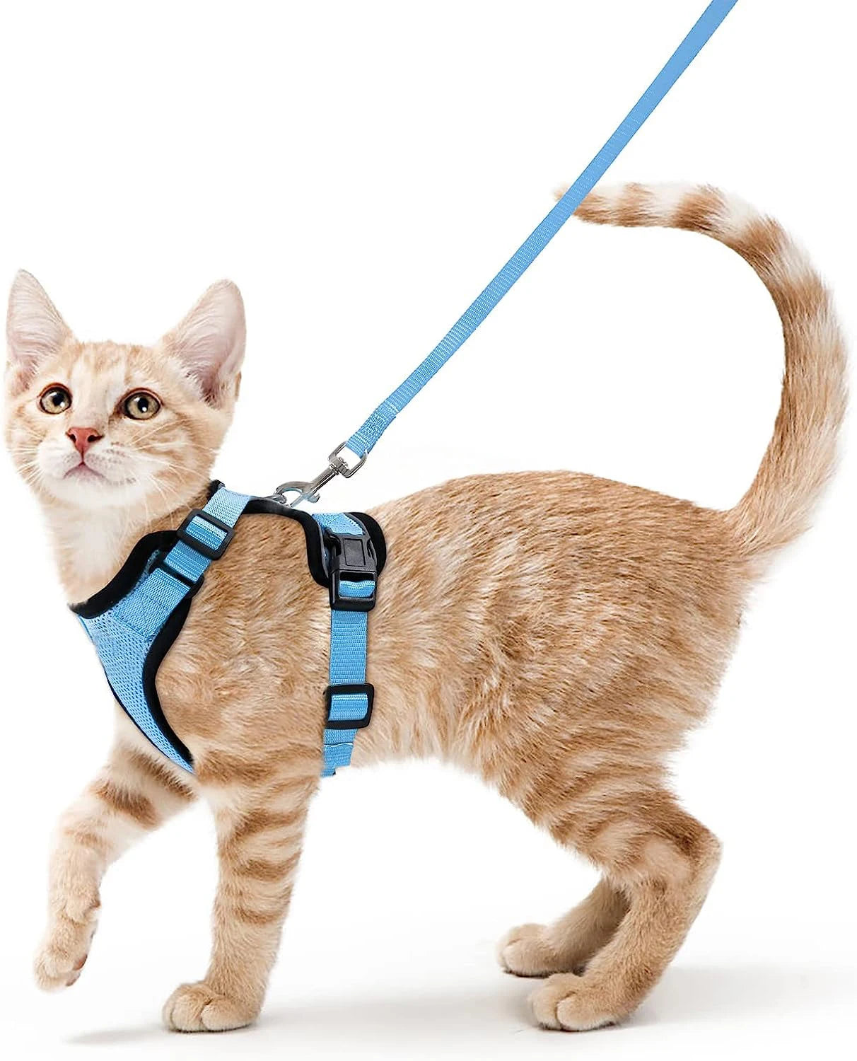 Small Pet Harness and Leash Shop1103832092 Store