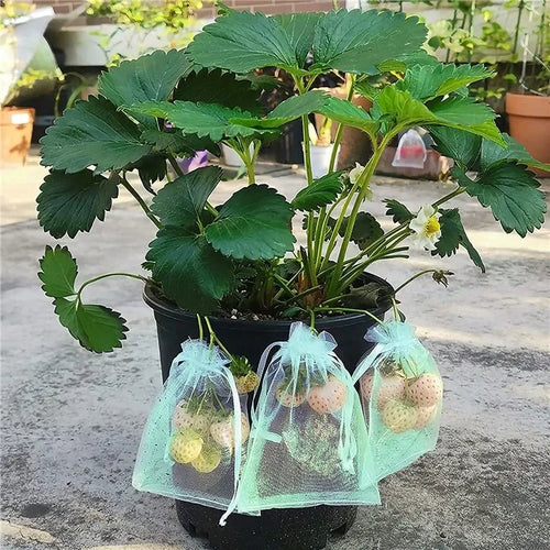 100pcs Fruit Protection Bags – Simple, Breathable Defense for a Healthier Harvest