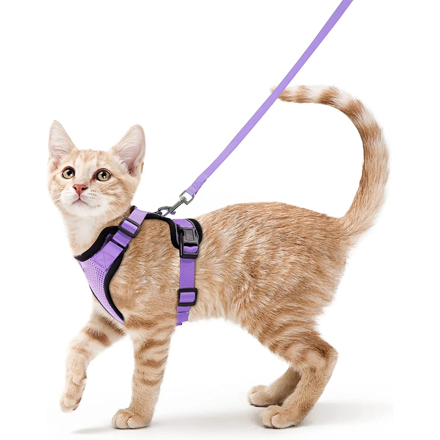 Small Pet Harness and Leash Shop1103832092 Store