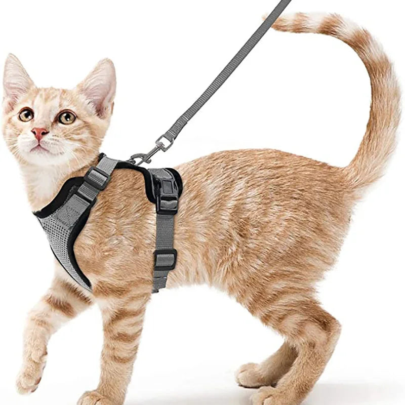 Small Pet Harness and Leash Shop1103832092 Store