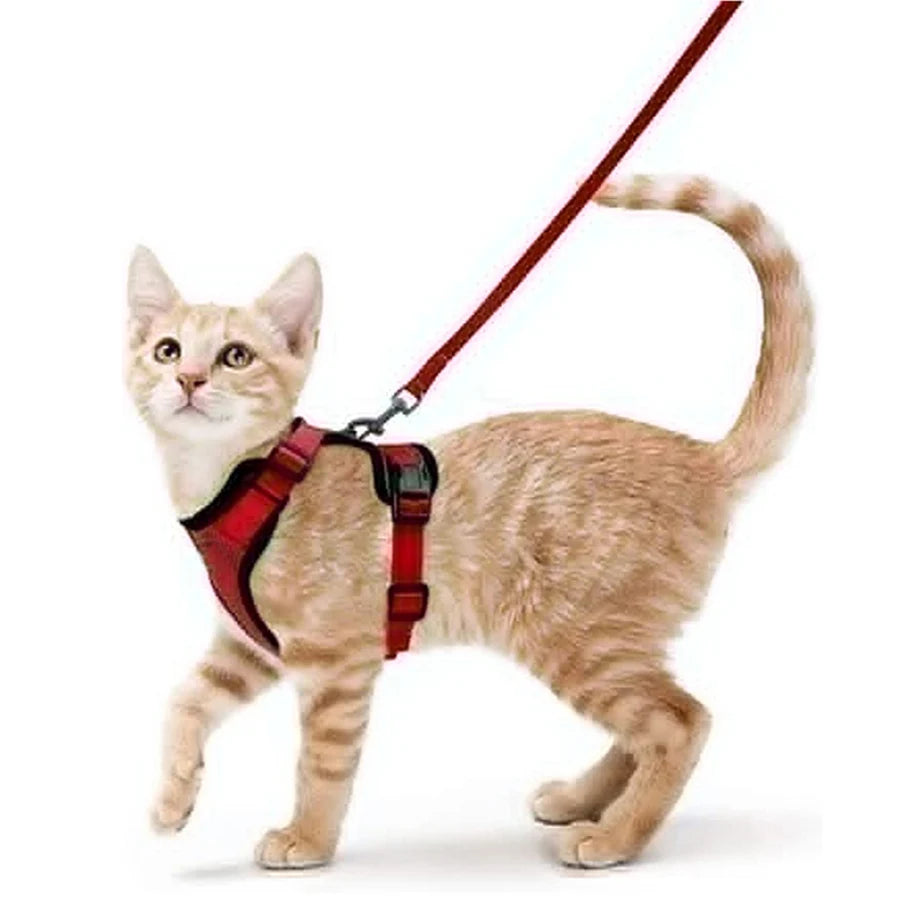 Small Pet Harness and Leash Shop1103832092 Store