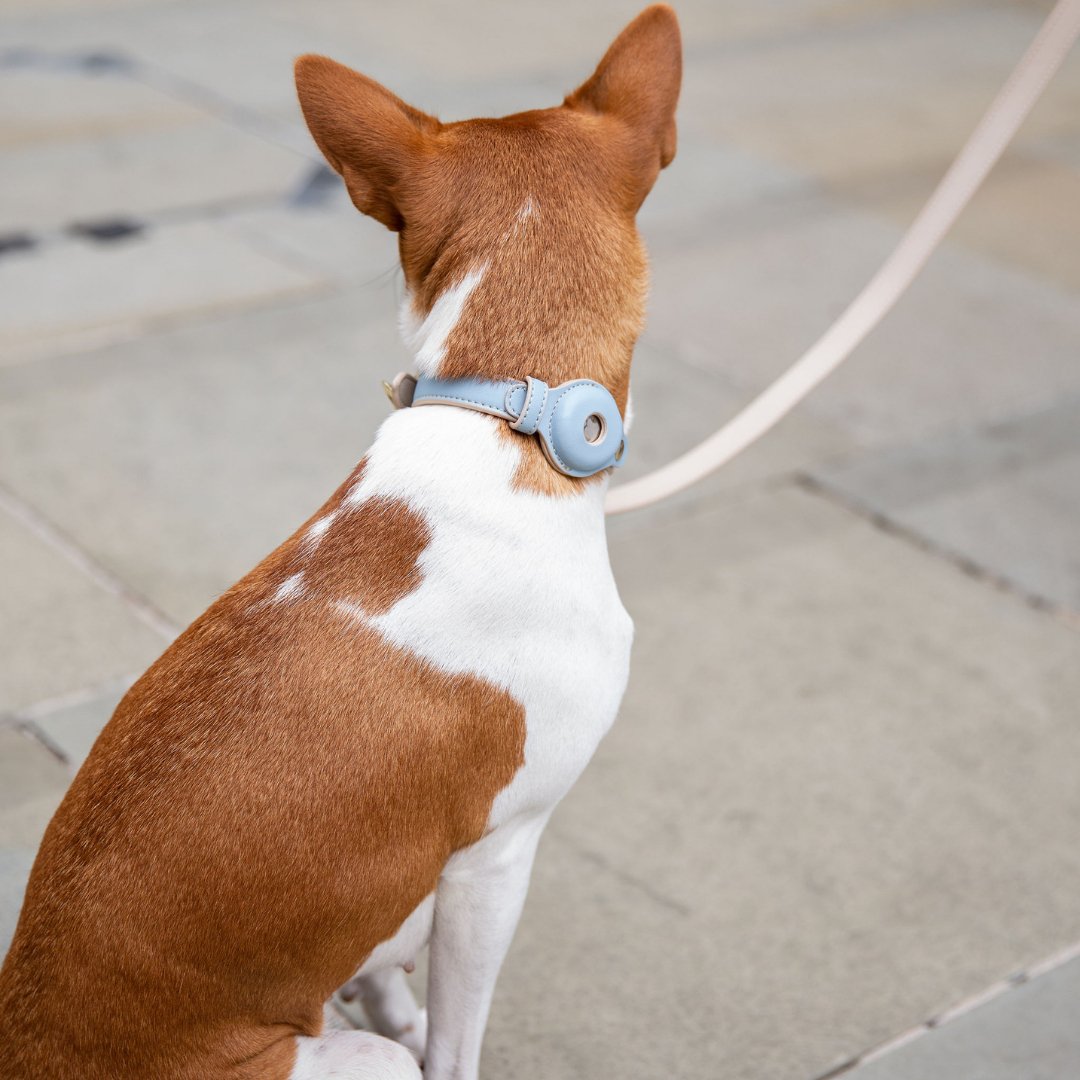 Collar - Air Tag Enabled - Vegan Leather - Cupertino Nina Woof