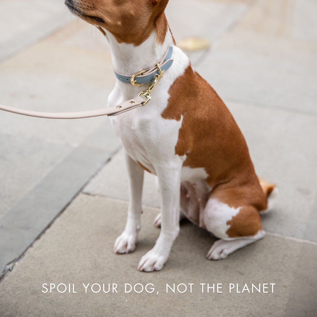 Collar - Air Tag Enabled - Vegan Leather - Cupertino Nina Woof