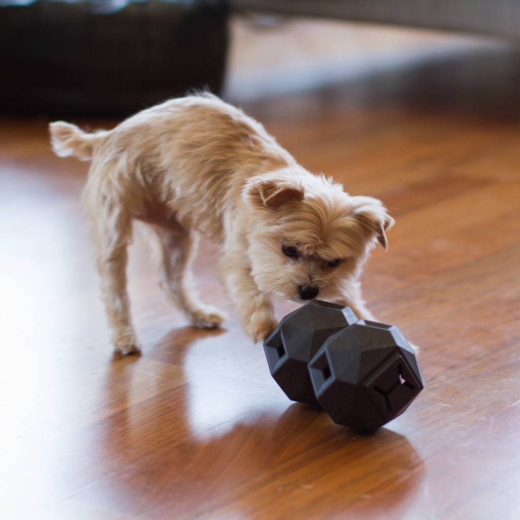 The Odin Treat Dispensing Toy For Dogs Up Dog Shop