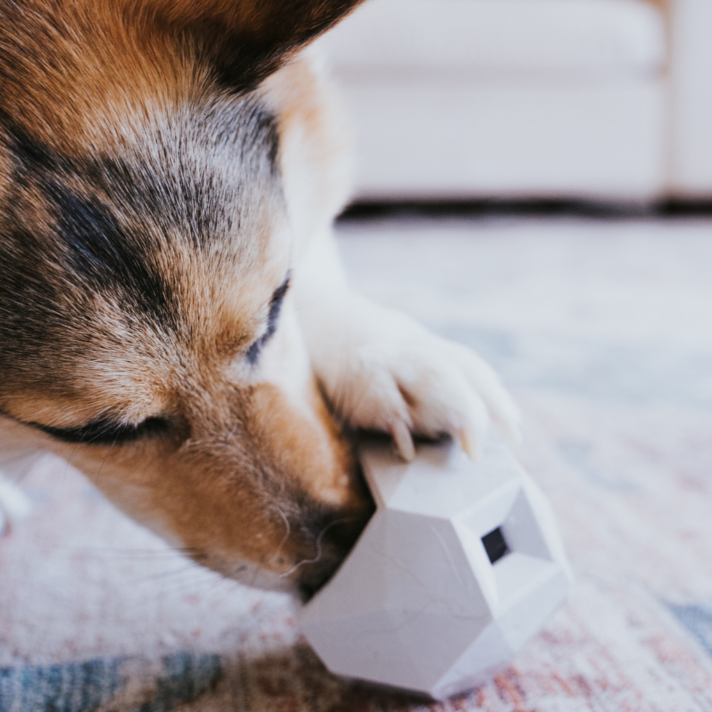The Odin Treat Dispensing Toy For Dogs Up Dog Shop