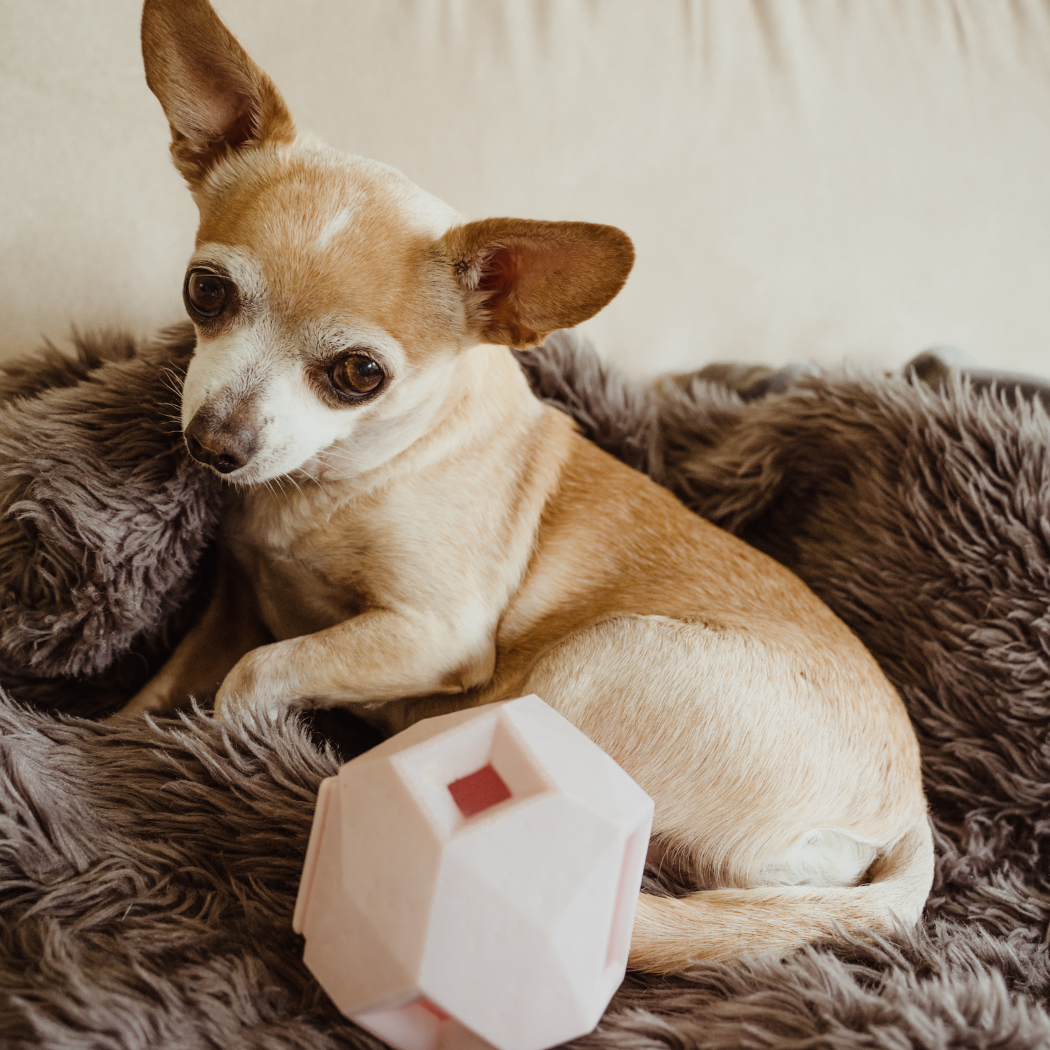 The Odin Treat Dispensing Toy For Dogs Up Dog Shop